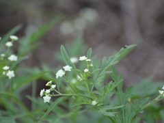 Parthenium hysterophorus