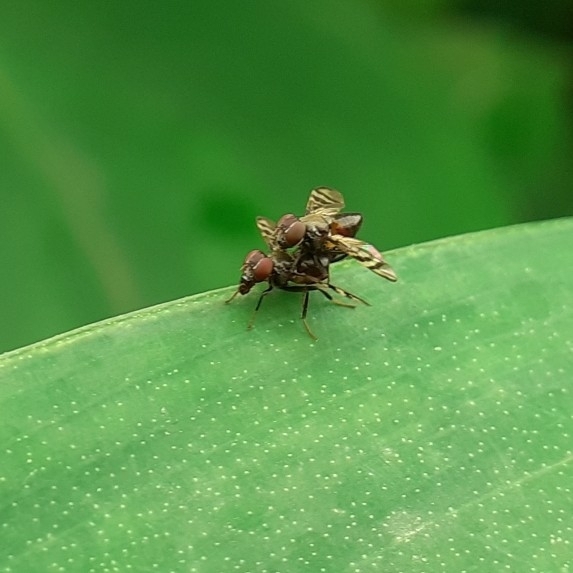 Fruit, Signal, and Picturewinged Flies from Mumbai Veterinary College, Goregaon on August 1