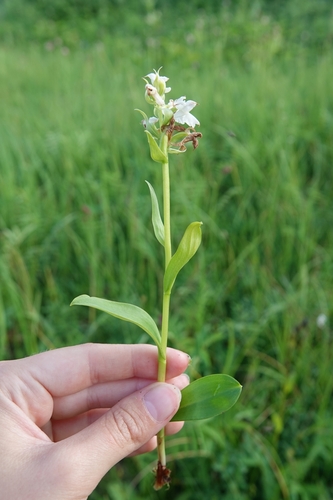 Image of Dactylorhiza aristata by (c) Валерия Ковалева, some rights reserved (CC BY)