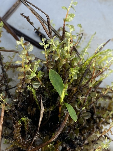 Cinclidium arcticum