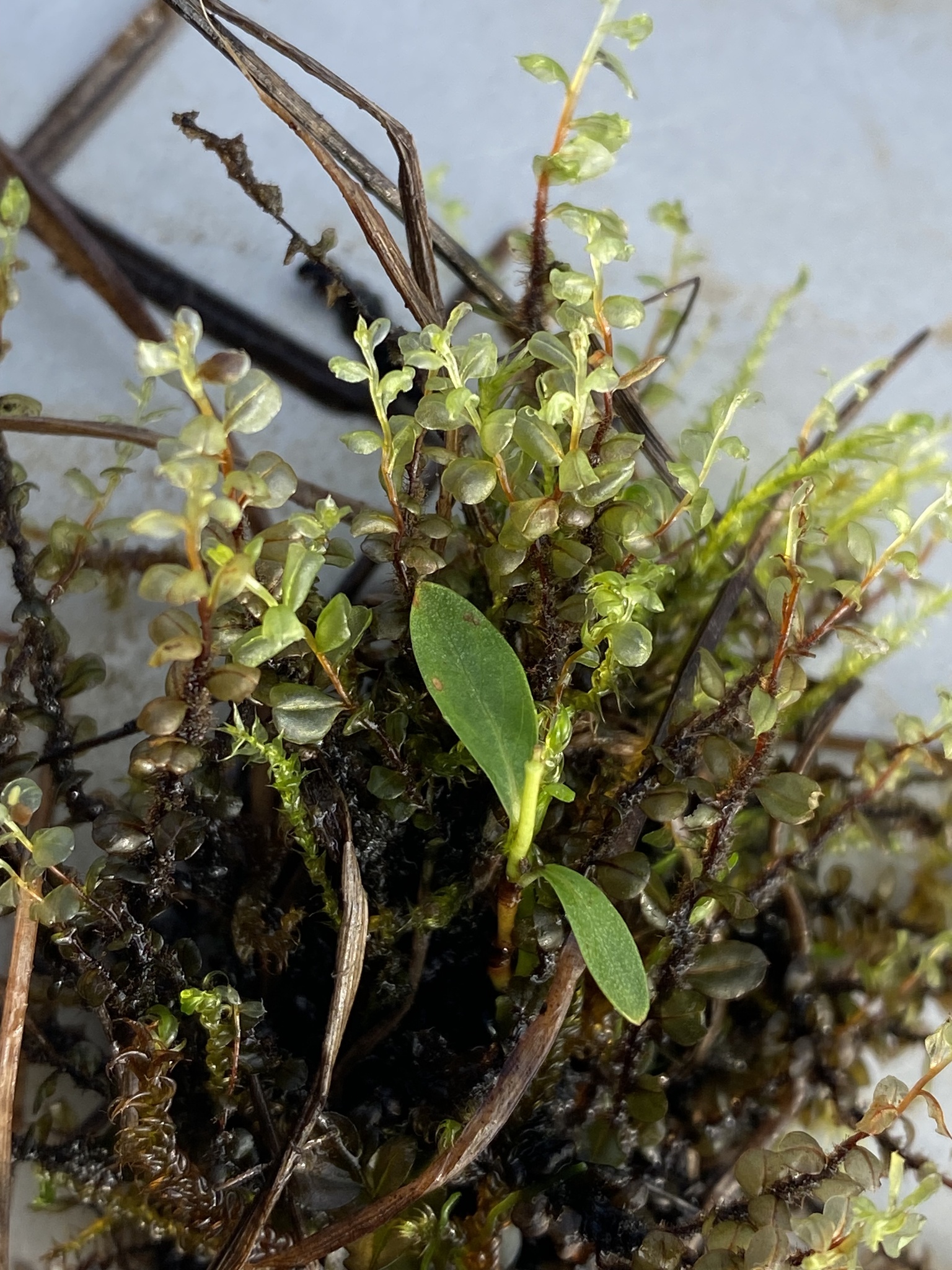 Cinclidium arcticum