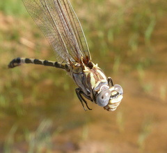 Progomphus borealis