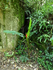 Musa coccinea