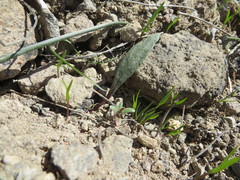 Claytonia crawfordii