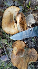 Lactarius rubrilacteus