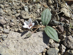 Claytonia crawfordii