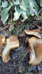 Lactarius rubrilacteus