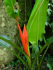 Musa coccinea