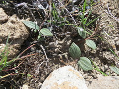 Claytonia crawfordii