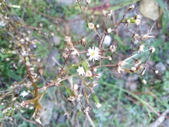 Symphyotrichum expansum