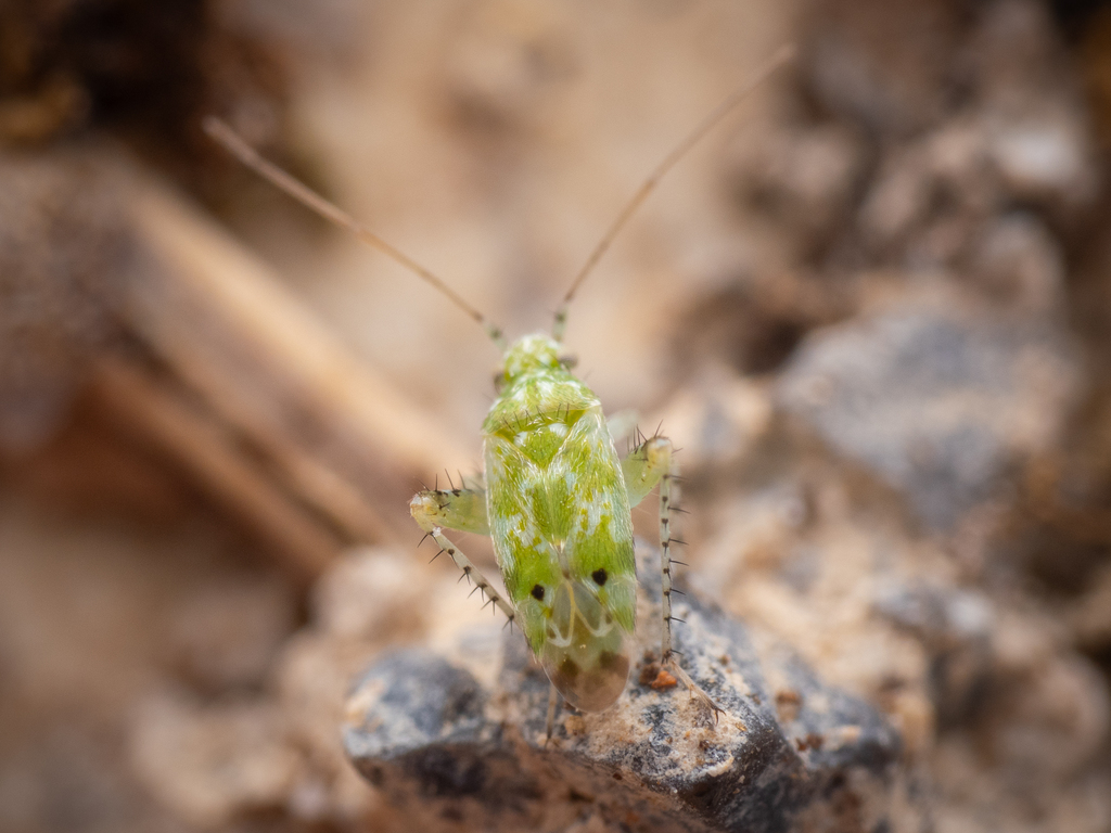Camptotylus reuteri