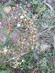 Symphyotrichum expansum