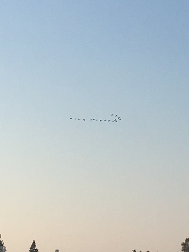 iNaturalist observation photo of Canada Goose
