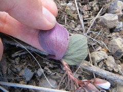 Claytonia crawfordii