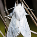 Vestal Tiger Moth - Photo (c) Ken-ichi Ueda, some rights reserved (CC BY)