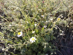Perityle crassifolia