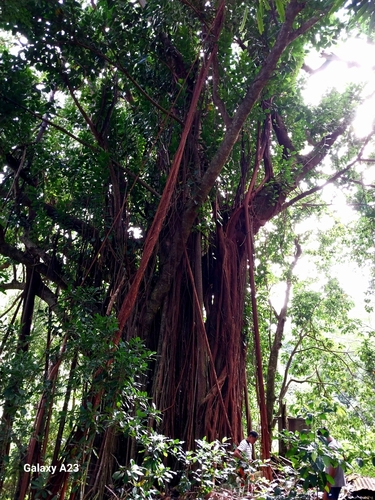 Image of Ficus prolixa by (c) Mike Bowie, some rights reserved (CC BY)