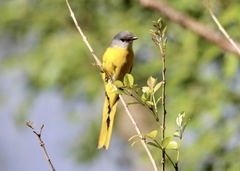 Grey-Chinned Minivet photo 1