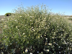 Perityle crassifolia