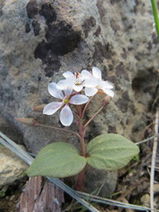 Claytonia crawfordii