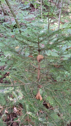 Needle fir (Abies holophylla)