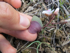 Claytonia crawfordii