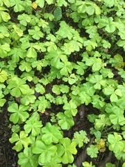 Oxalis tetraphylla
