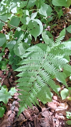 Athyrium sinense (Athyrium sinense)