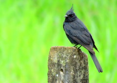 Knipolegus lophotes