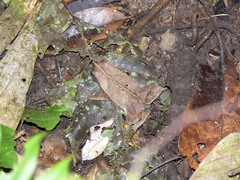 Rhinella dapsilis