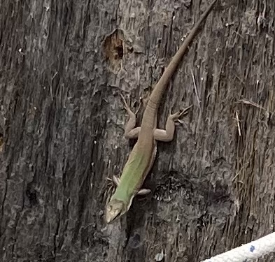 Italian Wall Lizard from Piazza Pancali, Siracusa, Sicily, IT on April ...