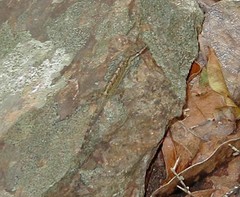 Anolis aeneus