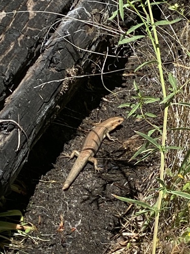 iNaturalist observation photo of Gilbert's Skink