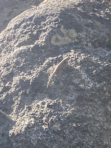 iNaturalist observation photo of Common Sagebrush Lizard