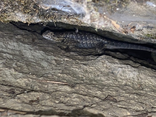 iNaturalist observation photo of Common Sagebrush Lizard