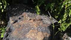 Leiocephalus melanochlorus