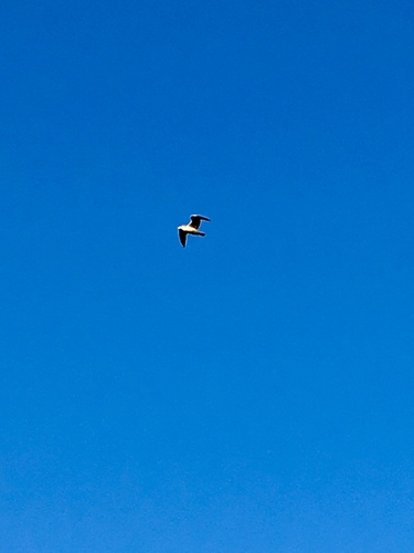 iNaturalist observation photo of Large White-headed Gulls