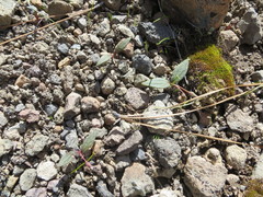 Claytonia crawfordii