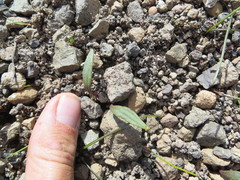 Claytonia crawfordii