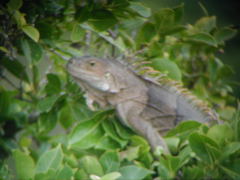 Iguana iguana insularis