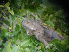 Iguana iguana insularis