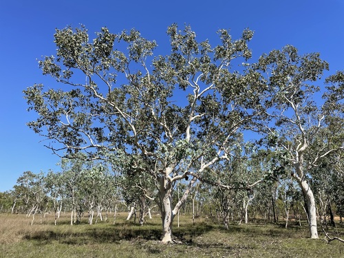 Eucalyptus apodophylla