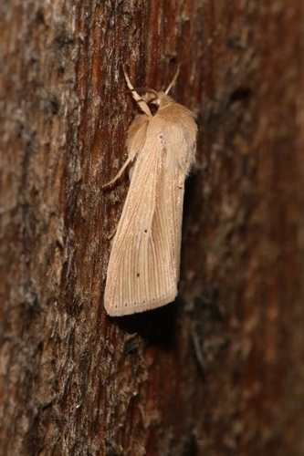 Lesser Wainscot