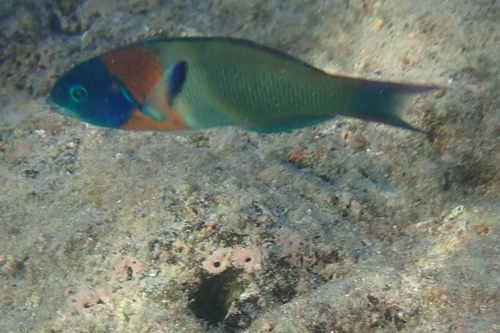 Saddle wrasse (Thalassoma duperrey) — Labridae — 5