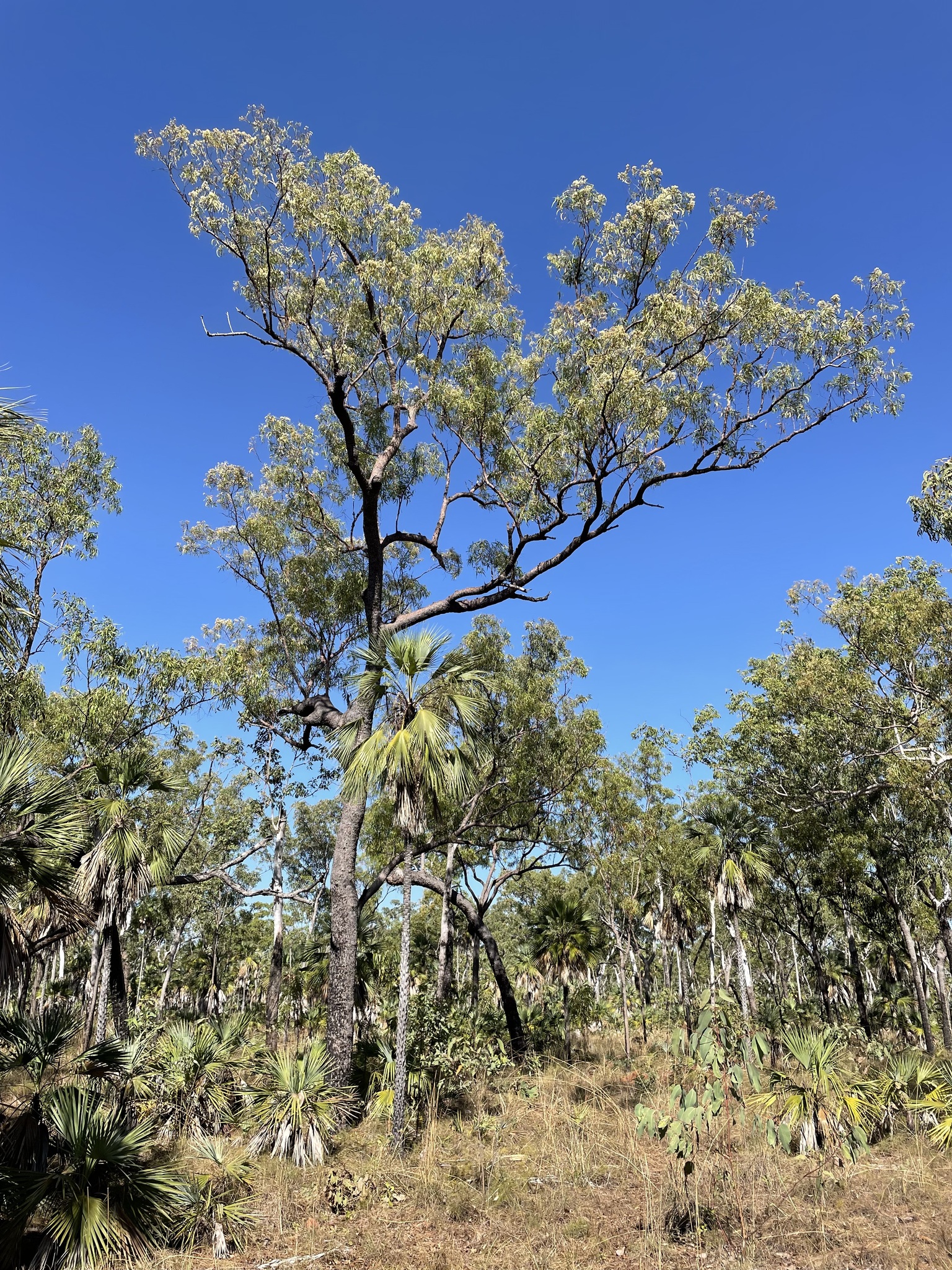 Corymbia nesophila
