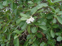 Tabebuia pallida