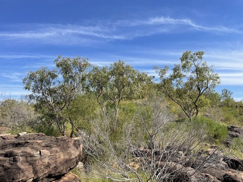 Kimberley Bloodwood (Corymbia arenaria)