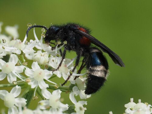 Photo of Large Velvet Ant (Mutilla europaea)