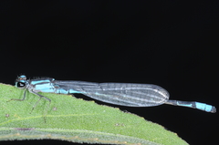 Acanthagrion lancea