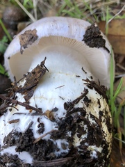 Cortinarius lilacinocolossus